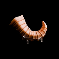 Rounded avatar