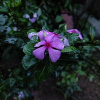Manash Paul